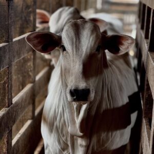 Compra e Venda de Gado